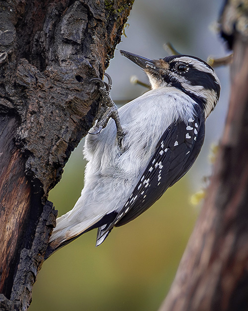 Hairy Woodpecker