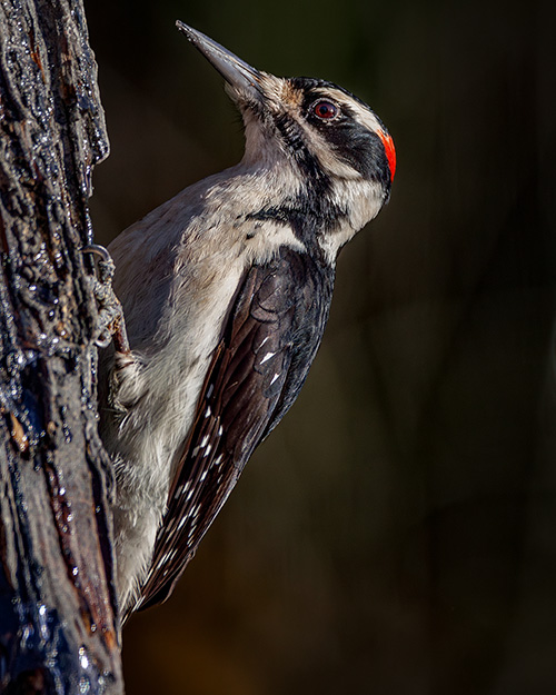 Hairy Woodpecker