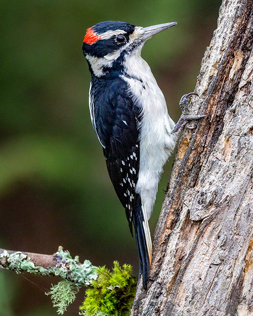 Hairy Woodpecker