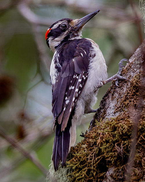 Hairy Woodpecker