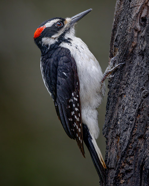 Hairy Woodpecker