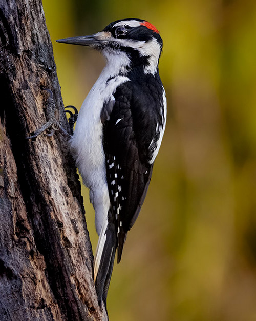 Hairy Woodpecker