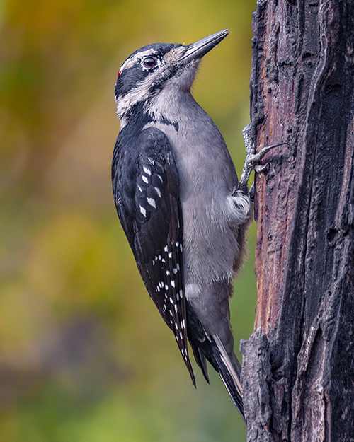 Hairy Woodpecker