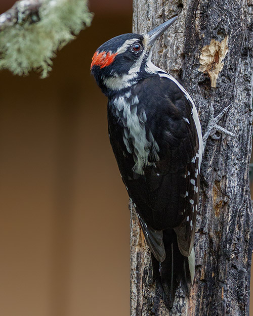 Hairy Woodpecker