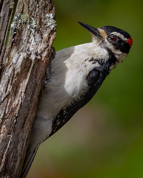 Hairy Woodpecker