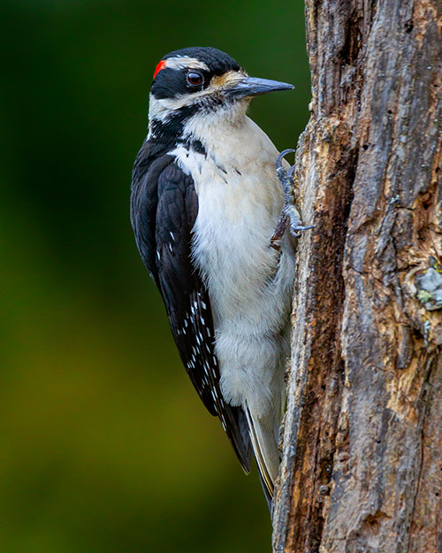 Hairy Woodpecker