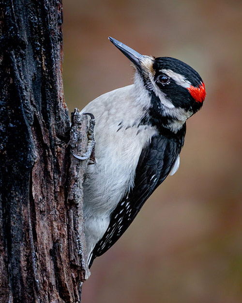 Hairy Woodpecker