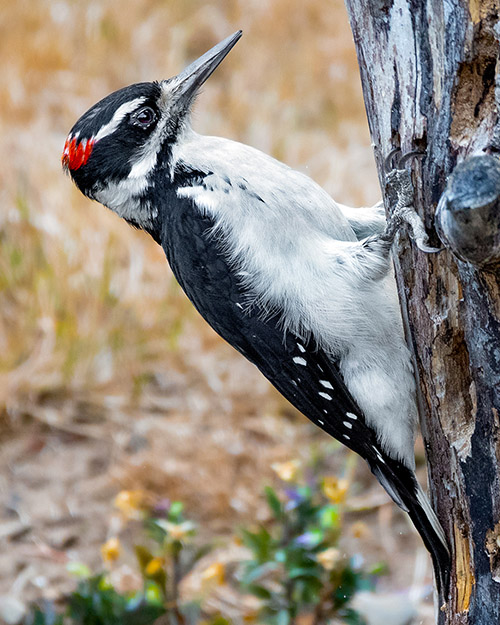 Hairy Woodpecker