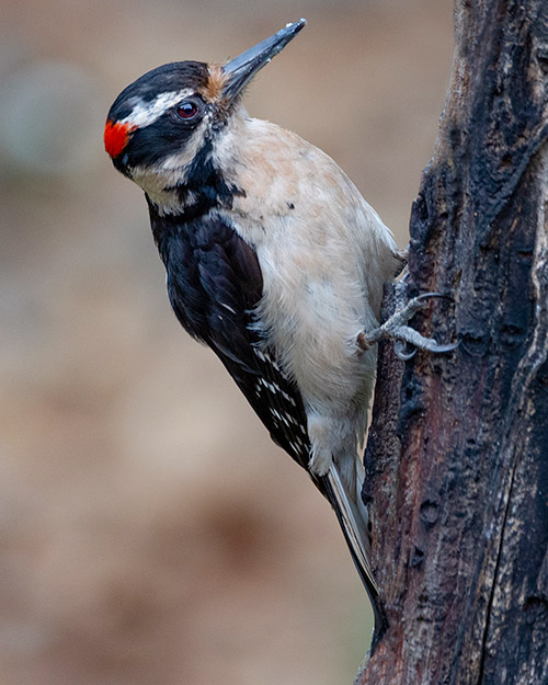 Hairy Woodpecker