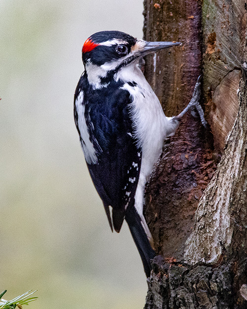 Hairy Woodpecker