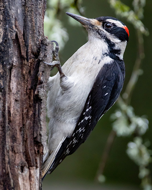 Hairy Woodpecker