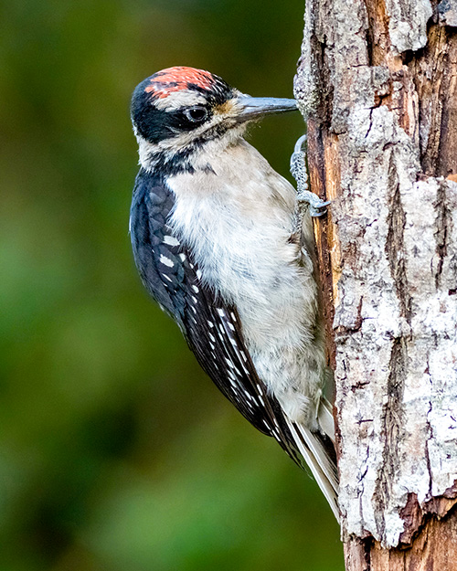 Hairy Woodpecker