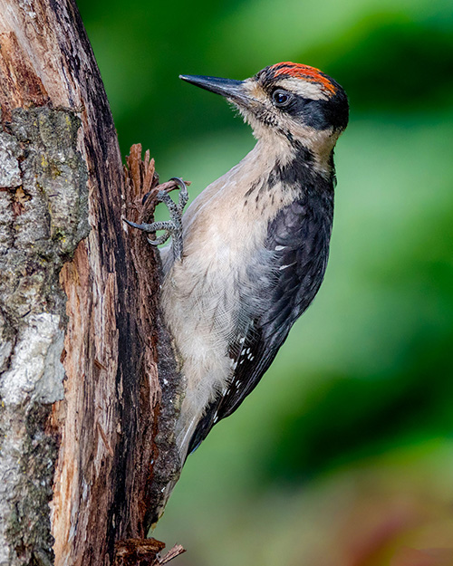 Hairy Woodpecker