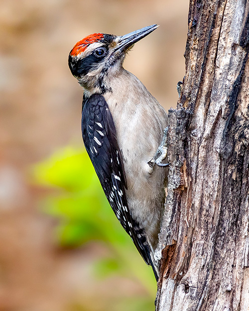 Hairy Woodpecker