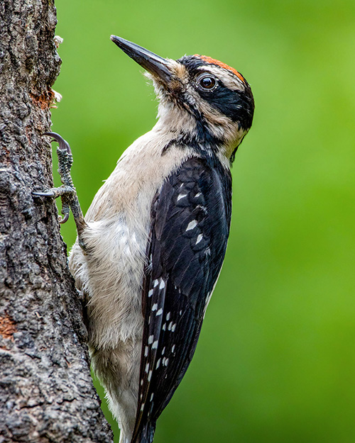 Hairy Woodpecker