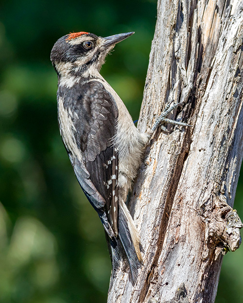 Hairy Woodpecker