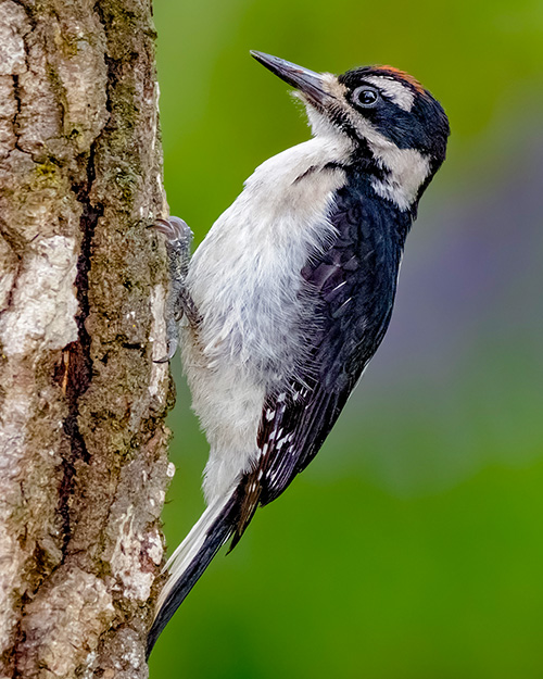 Hairy Woodpecker