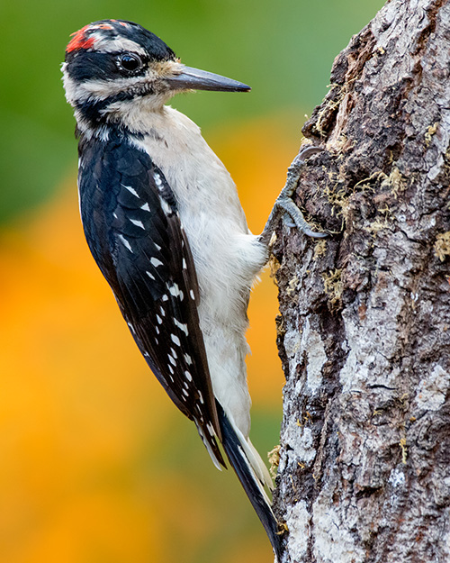 Hairy Woodpecker