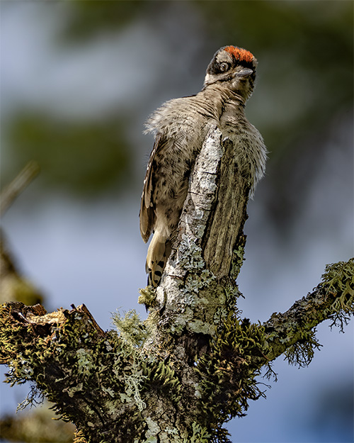 Hairy Woodpecker