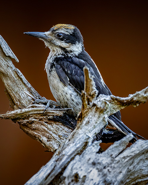 Hairy Woodpecker