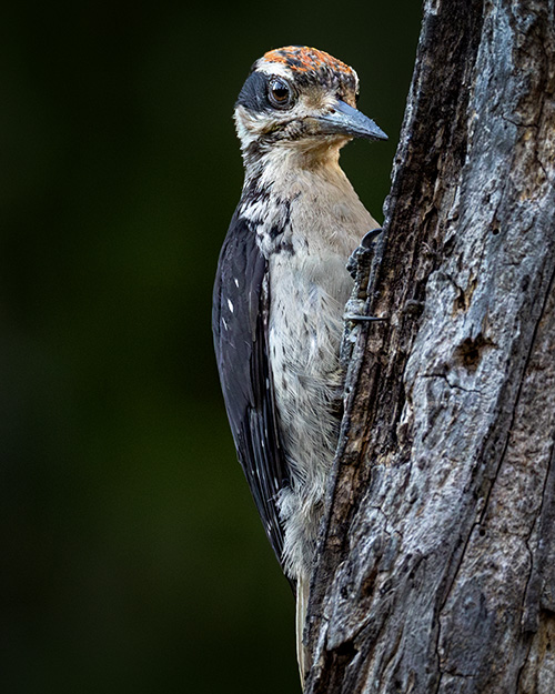 Hairy Woodpecker