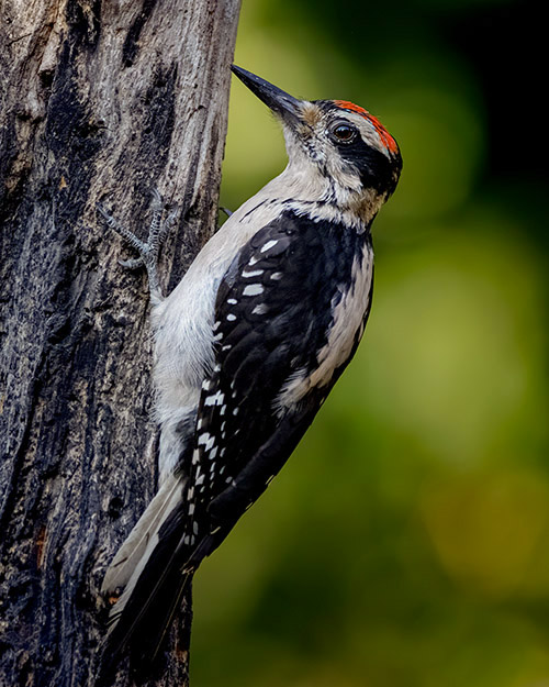 Hairy Woodpecker
