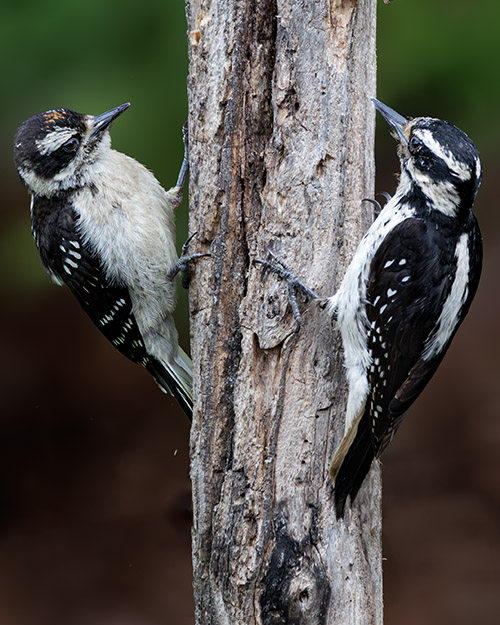 Hairy Woodpecker