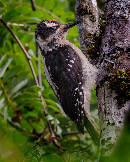 Hairy Woodpecker