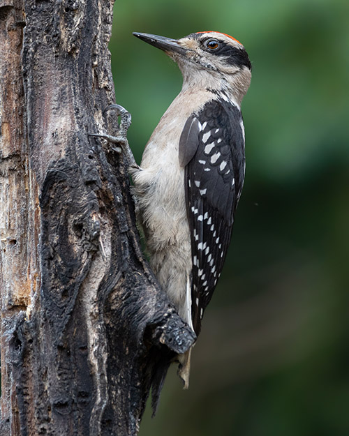 Hairy Woodpecker