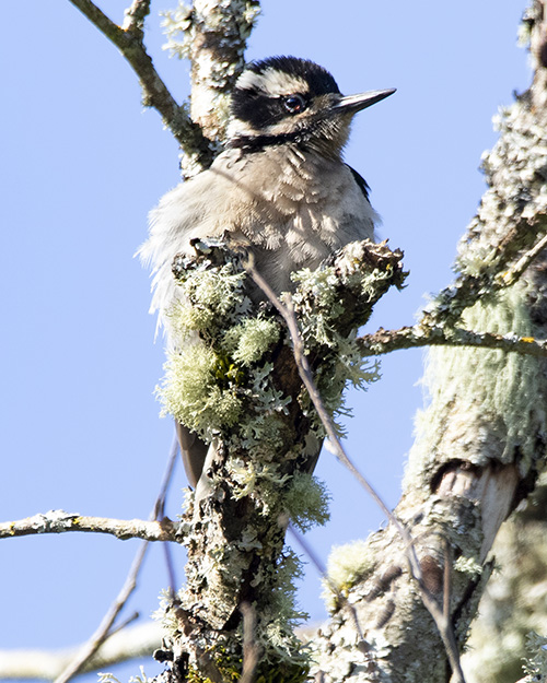 Hairy Woodpecker