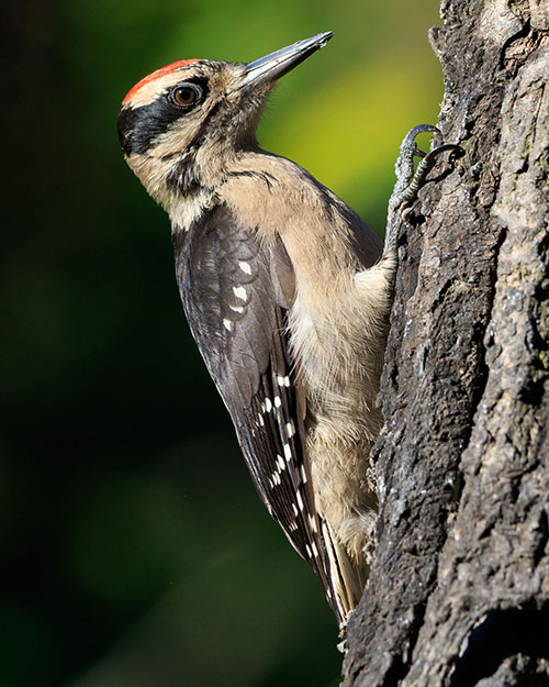 Hairy Woodpecker