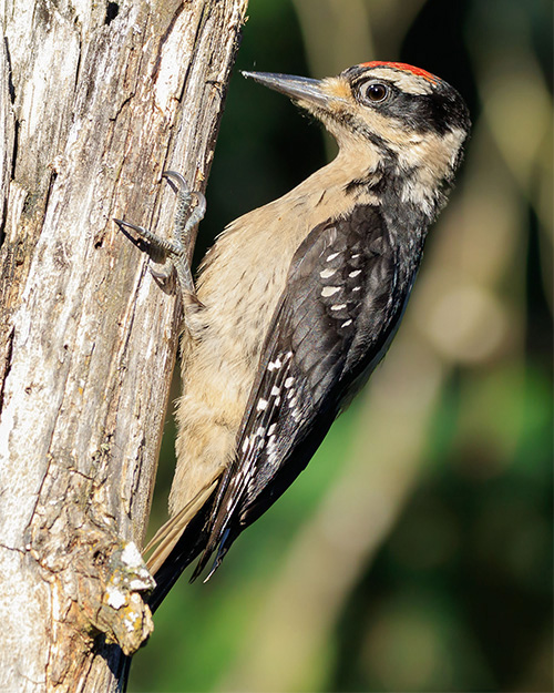 Hairy Woodpecker