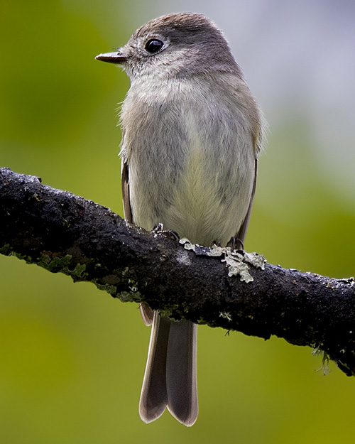 Hammond's Flycatcher