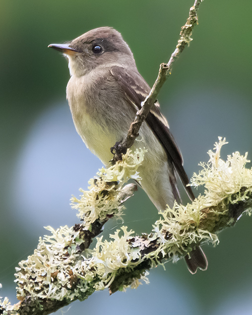 Hammond's Flycatcher