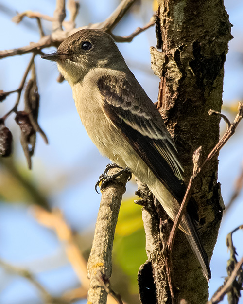 Hammond's Flycatcher