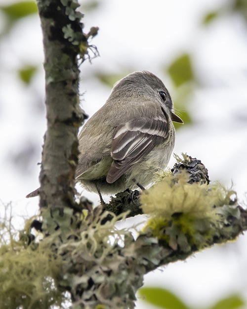 Hammond's Flycatcher