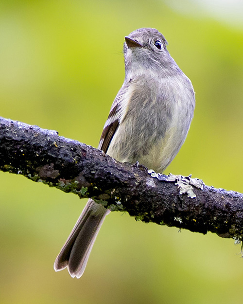 Hammond's Flycatcher