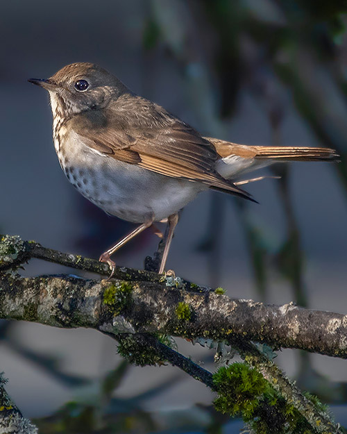 Hermit Thrush