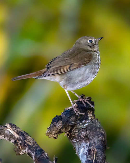 Hermit Thrush