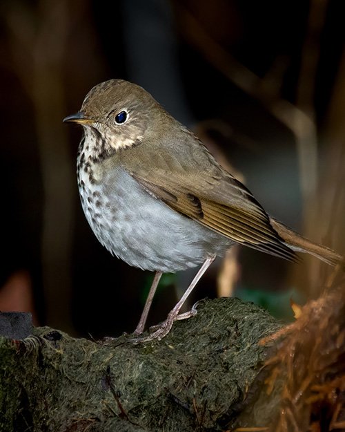 Hermit Thrush