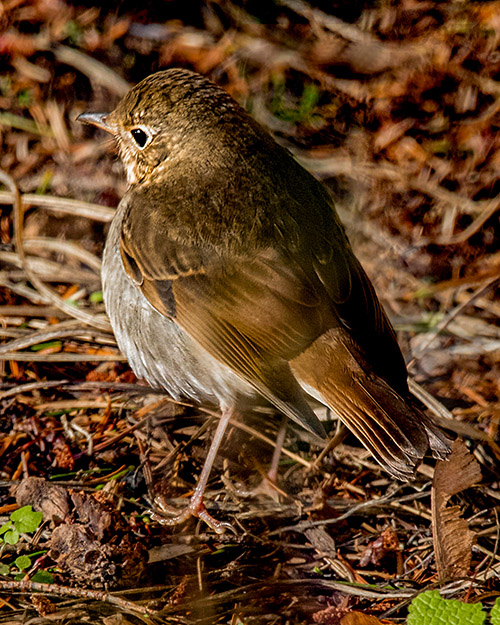 Hermit Thrush