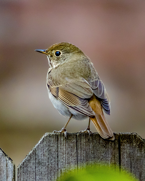 Hermit Thrush