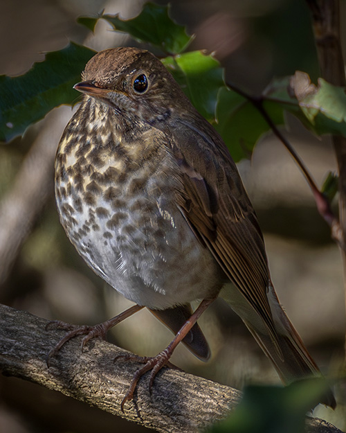 Hermit Thrush