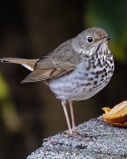 Hermit Thrush