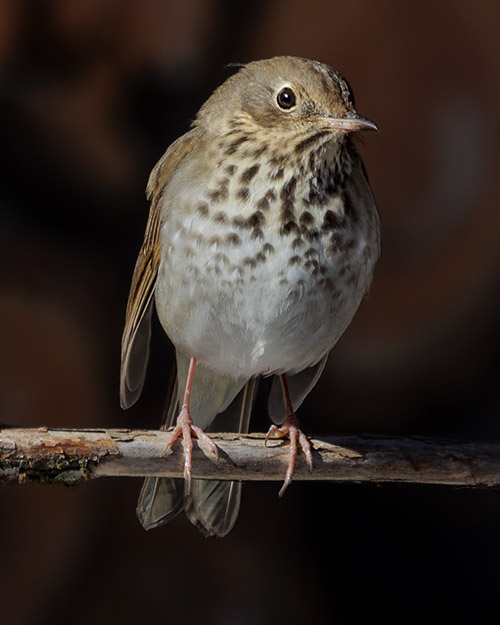 Hermit Thrush