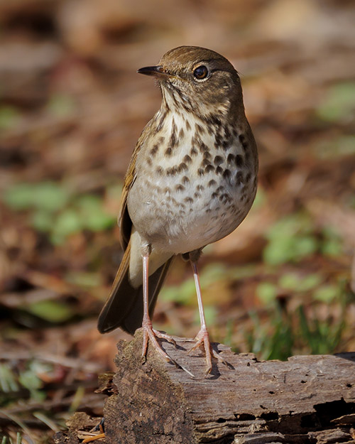 Hermit Thrush