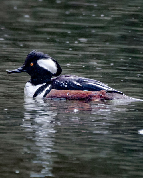 Hooded Merganser