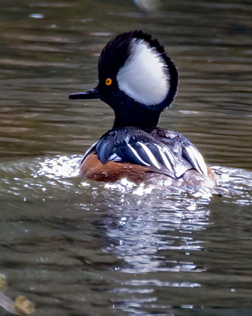 Hooded Merganser