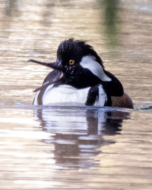 Hooded Merganser