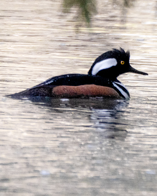 Hooded Merganser